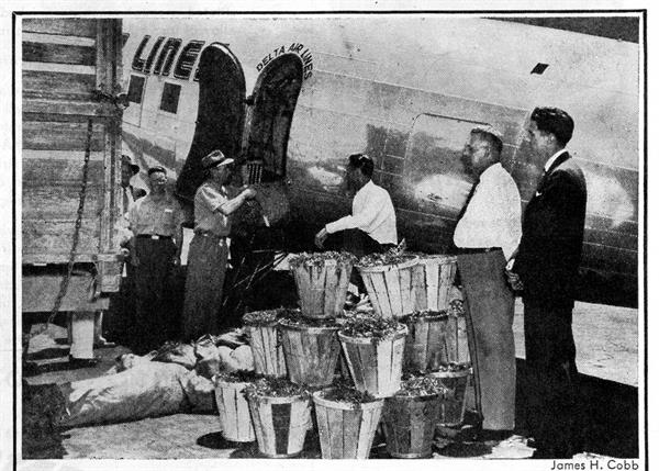 dl_cargo_tomato_plants_time_mag_19450521 dl_cargo_tomato_plants_time_mag_19450521